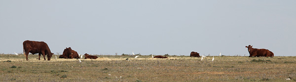 Koeien met Koereigers